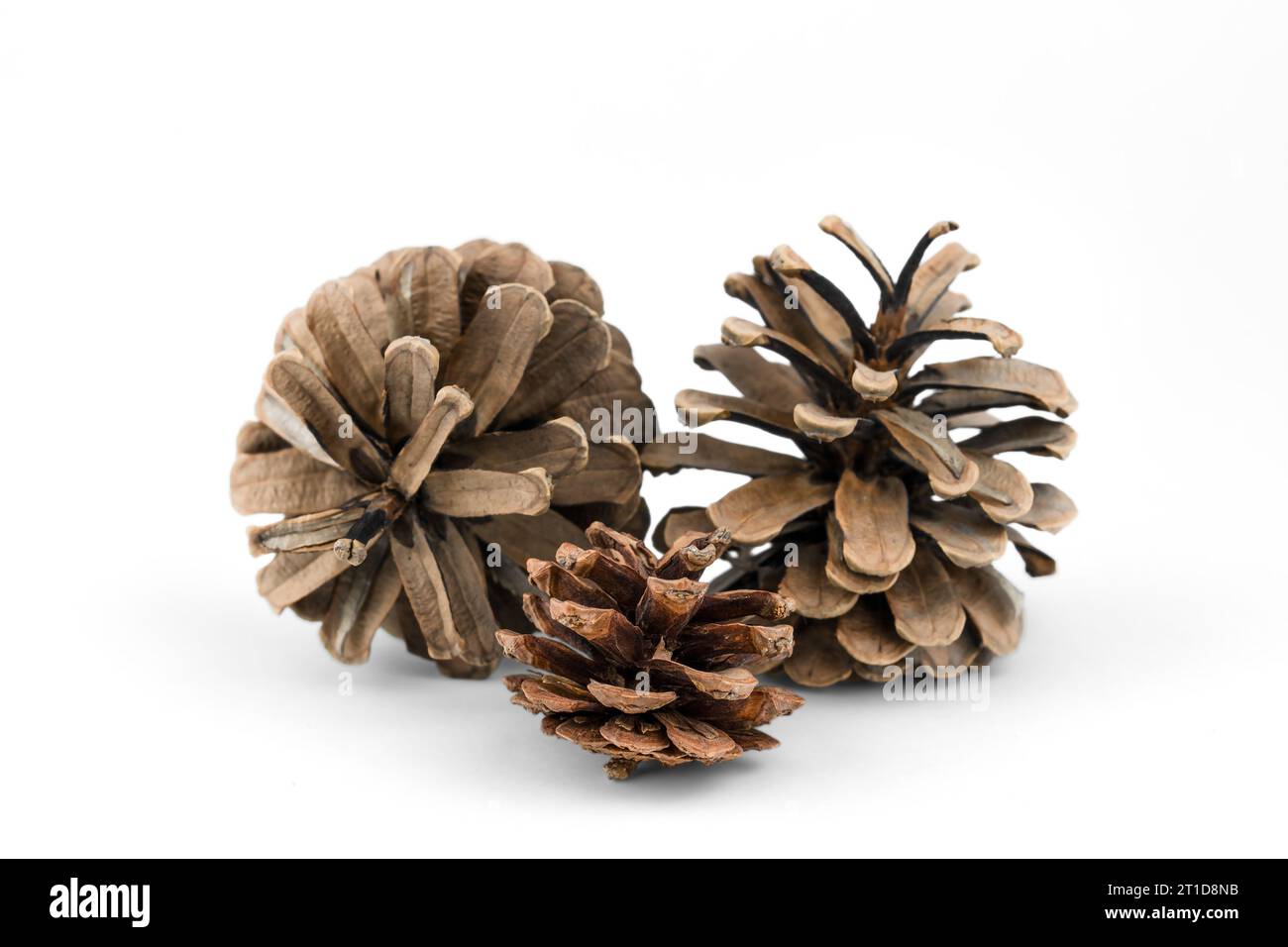Three pine cones isolated on white background. Stock Photo