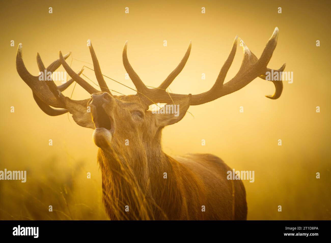 The stag bellows for a female LONDON, ENGLAND STRIKING IMAGES of a stag bellowing in the golden hour light on October 8th have been captured.  Images Stock Photo
