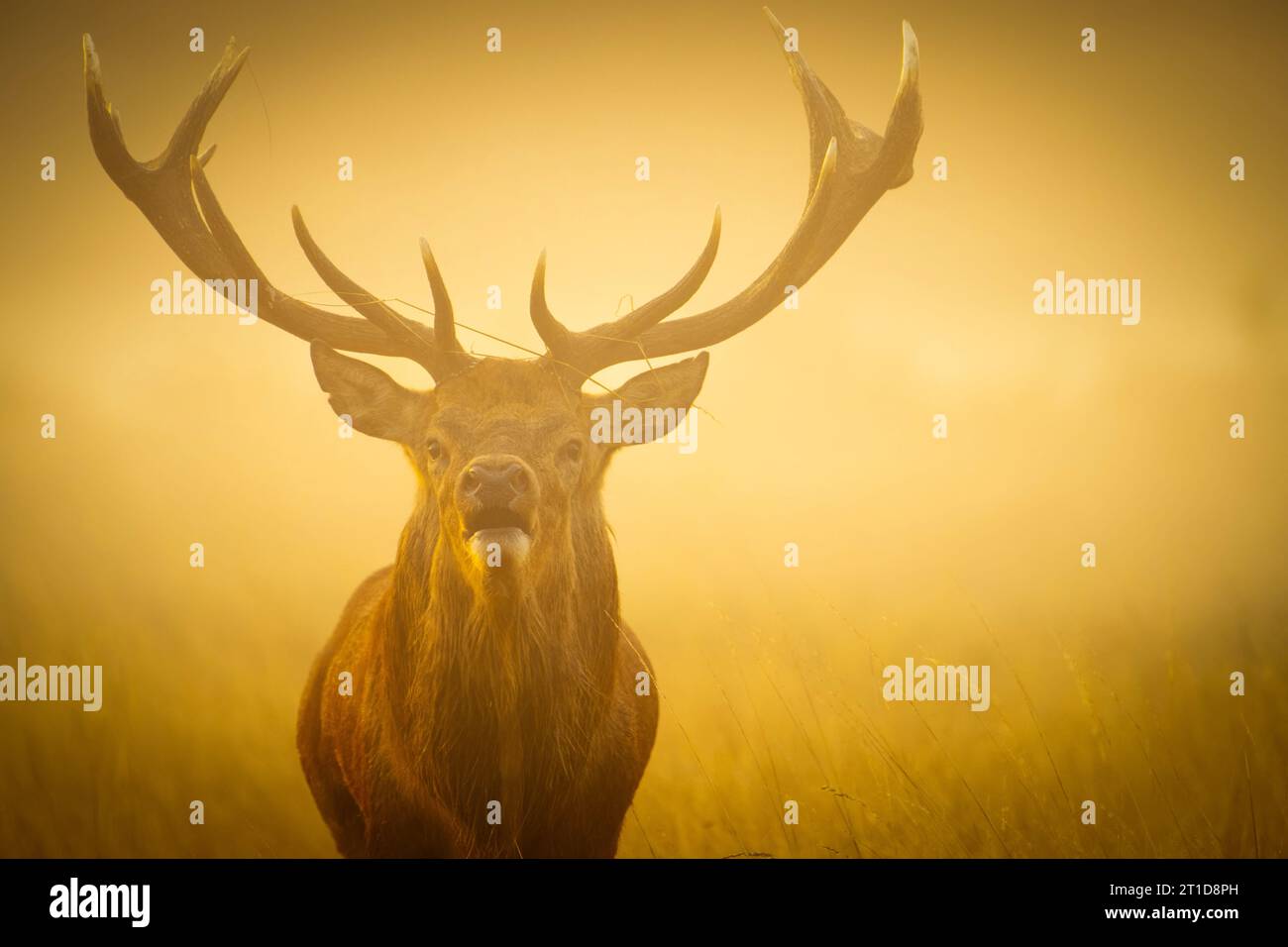 The monarch stag LONDON, ENGLAND STRIKING IMAGES of a stag bellowing in the golden hour light on October 8th have been captured.  Images show the incr Stock Photo