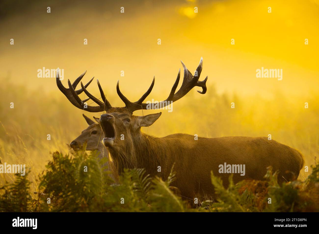Golden hour rutting has began for the deers LONDON, ENGLAND STRIKING IMAGES of a stag bellowing in the golden hour light on October 8th have been capt Stock Photo