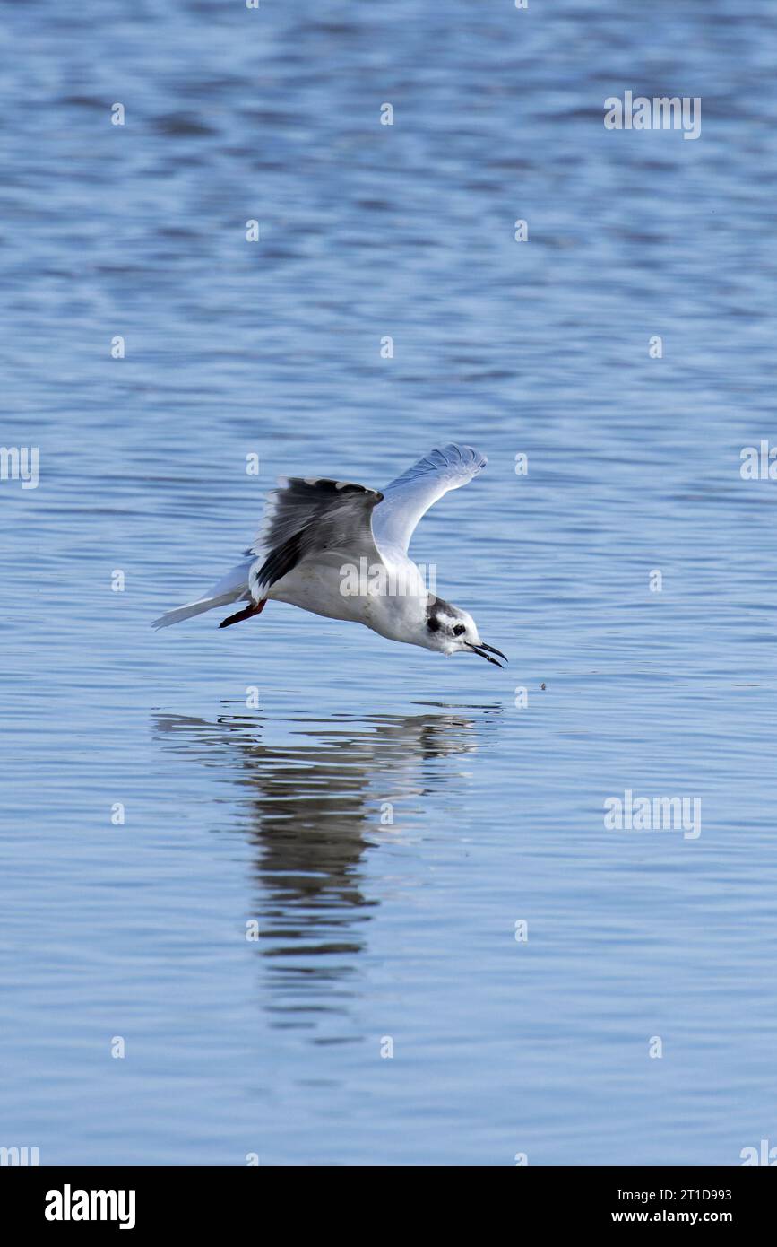 Little Gull (Larus minutus) catching insects Norfolk October 2023 Stock Photo