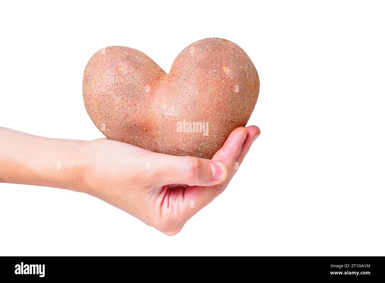 Large heart-shaped potato cradled in a hand against a white background. Symbol of love and wholesome natural produce. Stock Photo