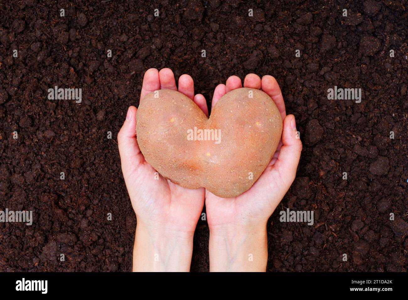 Top-view of a large heart-shaped potato cradled in hands against a tilled soil background. Wholesome natural produce related concept. Stock Photo