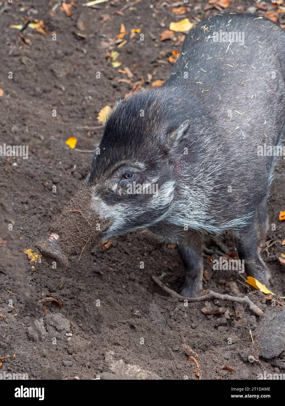 Visayan warty pig Sus cebifrons Stock Photo