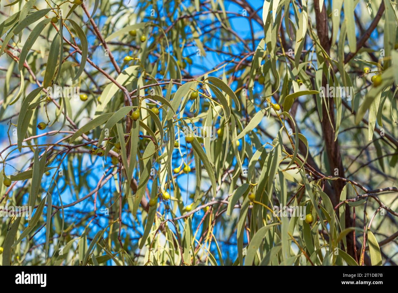 Native peach tree Australia