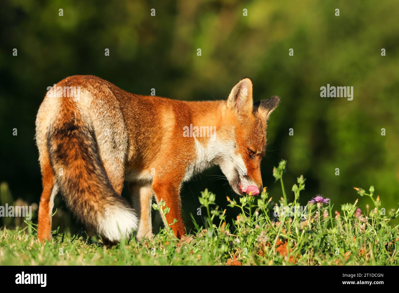 Fox during twilight hi-res stock photography and images - Alamy