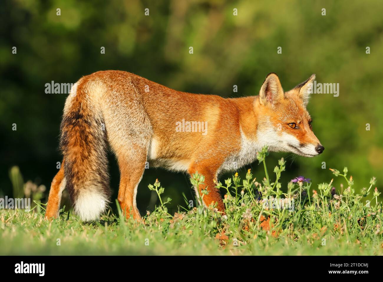 Fox during twilight hi-res stock photography and images - Alamy