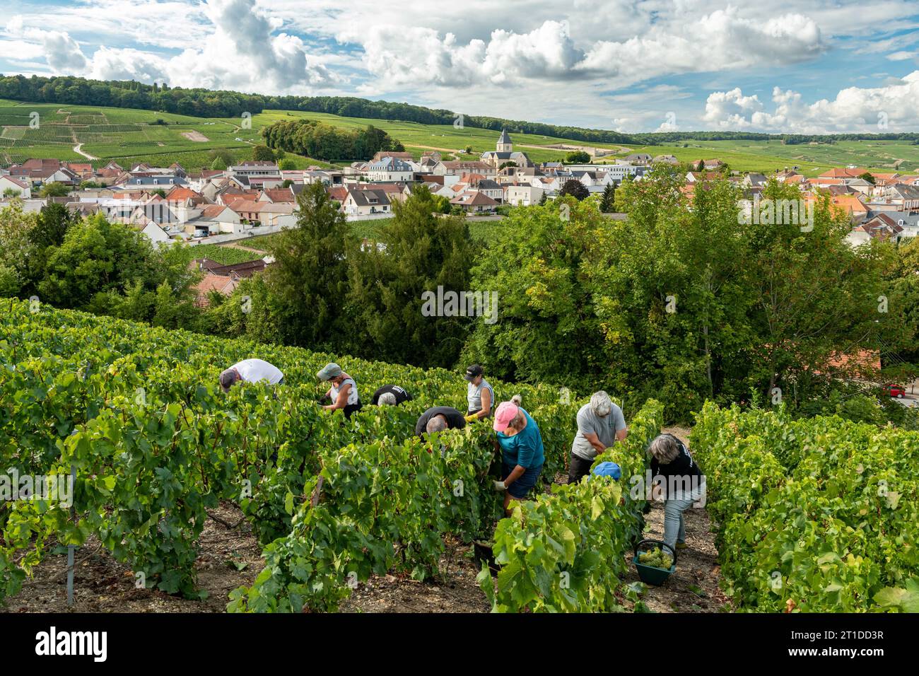 Oger (northeastern France) grape harvest in a Champagne vineyard. Seasonal workers harvesting