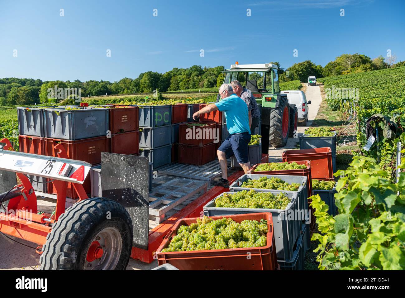 Oger (northeastern France) grape harvest in a Champagne vineyard. Seasonal workers harvesting