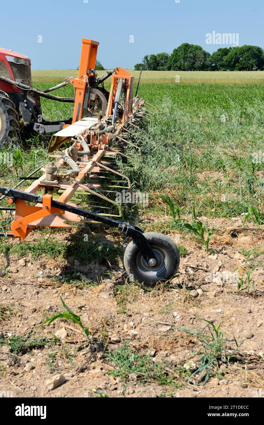 Mechanical weeder in an organic cornfield Stock Photo - Alamy