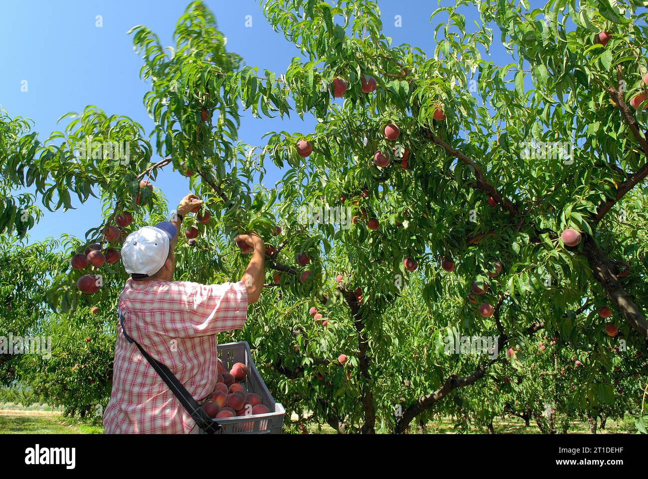 Harvesting peaches from a tree in an orchard Seasonal worker Stock Harvesting peaches from a tree in an orchard Seasonal worker Stock