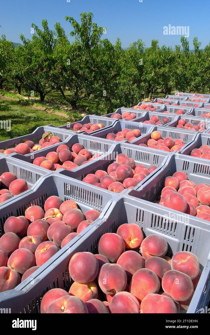 Harvesting peaches from a tree in an orchard. Crates of peaches Stock