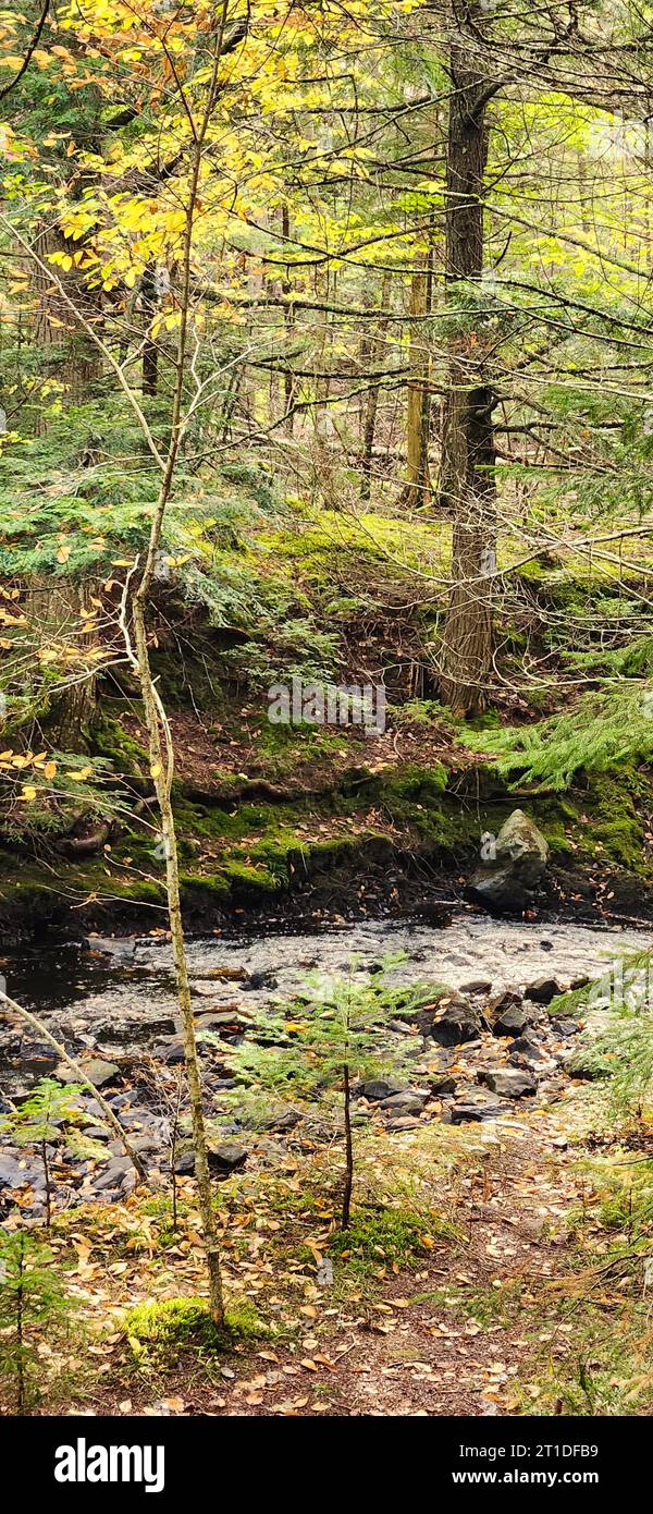 Victoria Park is a 3,000-acre natural woodland urban park in the center ...