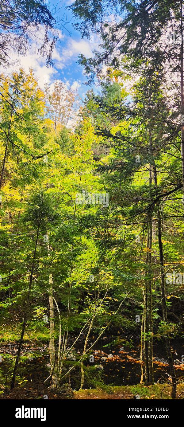 Victoria Park is a 3,000-acre natural woodland urban park in the center ...