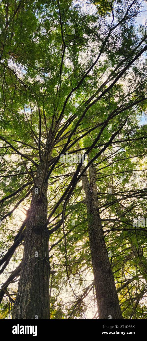 Victoria Park is a 3,000-acre natural woodland urban park in the center ...