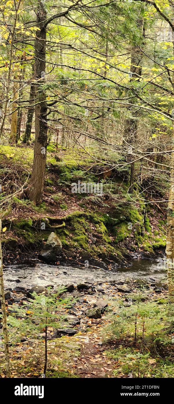 Victoria Park is a 3,000-acre natural woodland urban park in the center ...