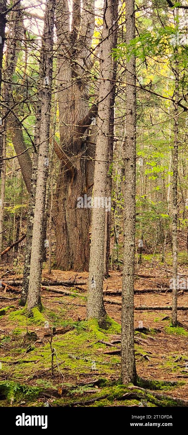 Victoria Park is a 3,000acre natural woodland urban park in the center of Truro, Nova Scotia