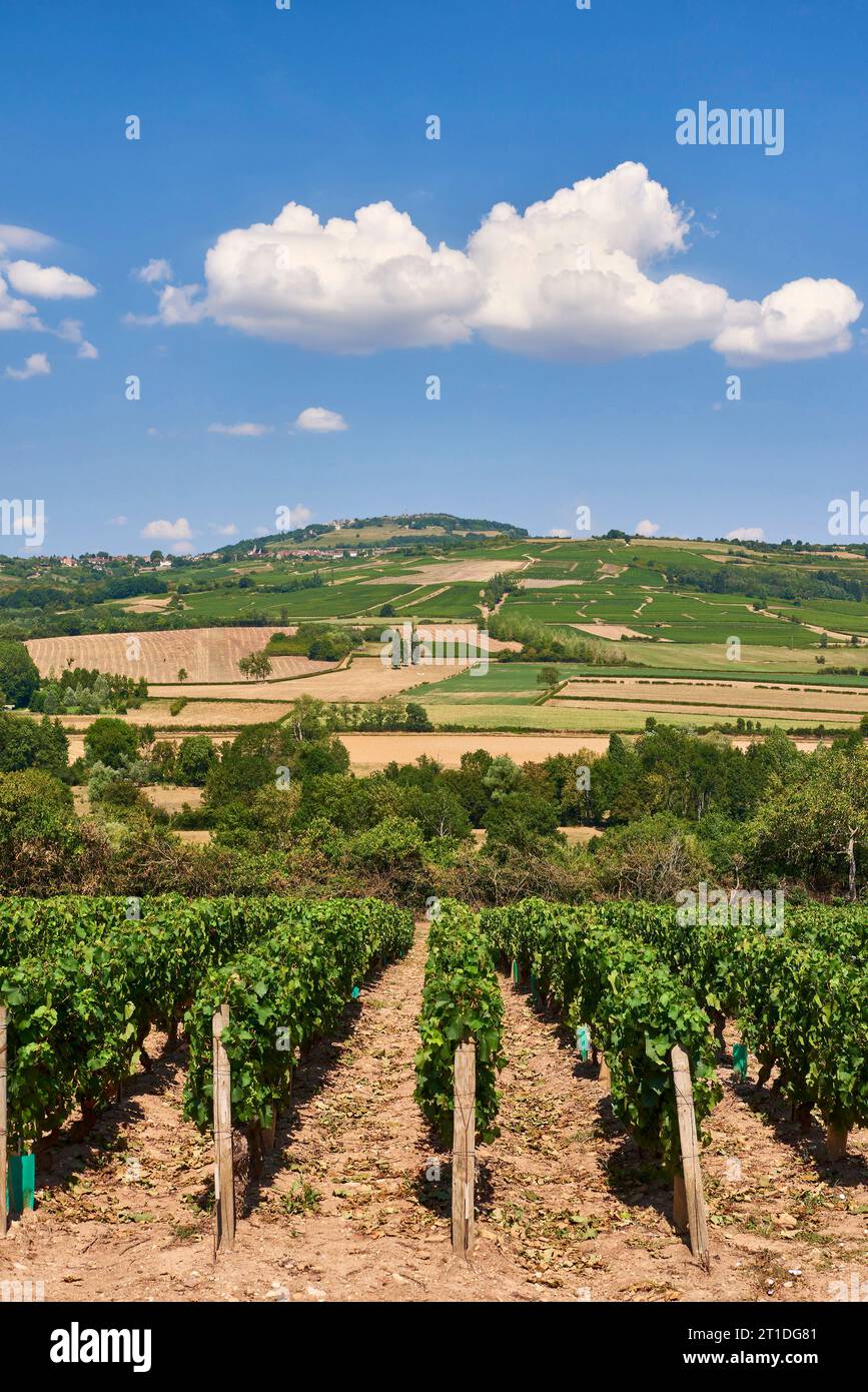 Vineyards of Santenay and Maranges, in the Saone et Loire department, near the Canal du Centre, Cote de Beaune area Stock Photo