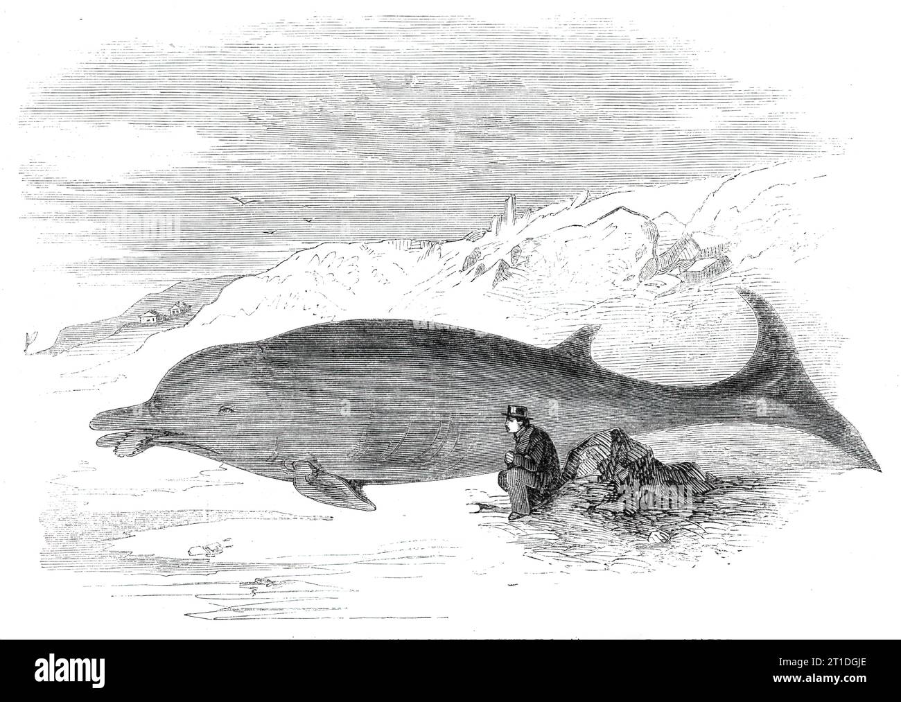 Cetacean animal recently cast on the Kentish coast, near Whitstable, 1860. From &quot;Illustrated London News&quot;, 1860. 'It may be of interest to those of our readers who are naturalists, as the animal does not seem to belong exactly to any of the described genera...Its extreme length is 26 feet... The 'blowhole,' as shown in the Engraving, is set transversely on the crown of the head, in a single straight line, about 6 inches long, and slightly behind the eyes. The eyes are of the human shape, about twice as large, and with eyelids...The tongue is entirely detached beneath, and is fringed Stock Photo