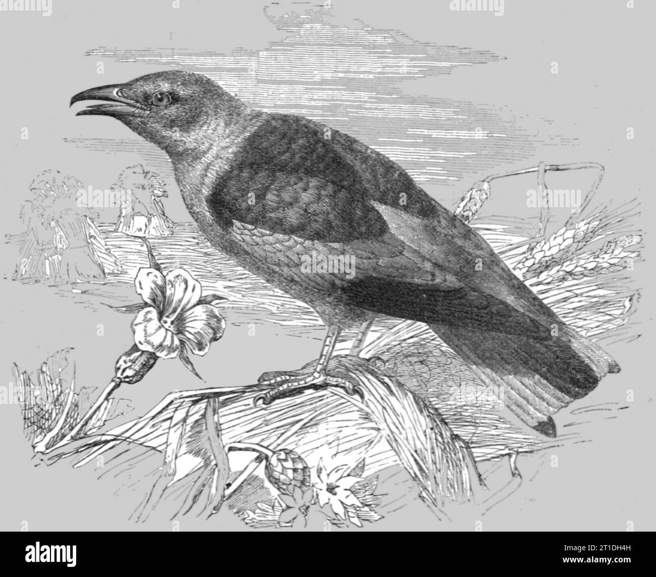 'The Roller (Coracias garrula); A Bird nesting Expedition in a North