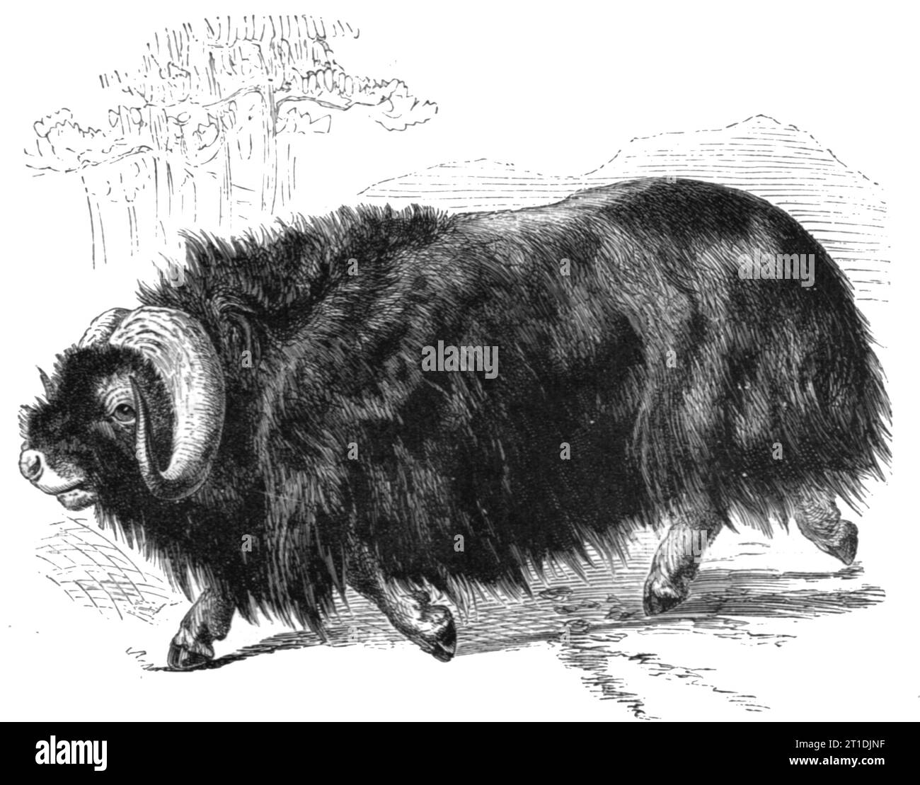 'Ovibos Moschatus; The Musk Ox and the Wolverine - a Geographical Parallel', 1875. From 'Illustrated Travels' by H.W. Bates. [Cassell, Petter, and Galpin, c1880, London] and Galpin. Stock Photo