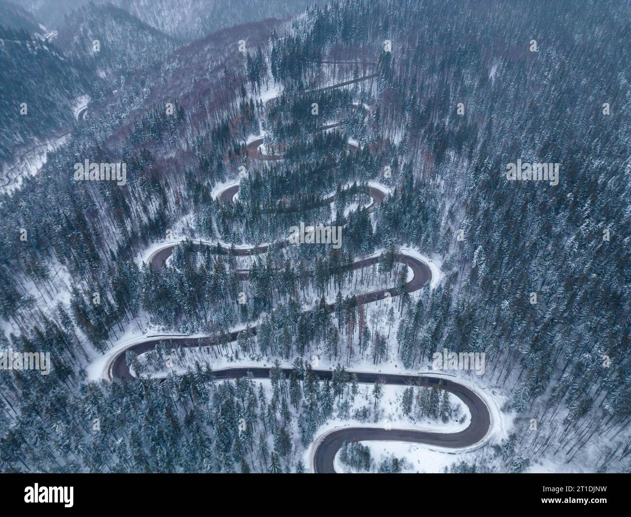 Aerial top down view of winter winding road in the dense forest ...