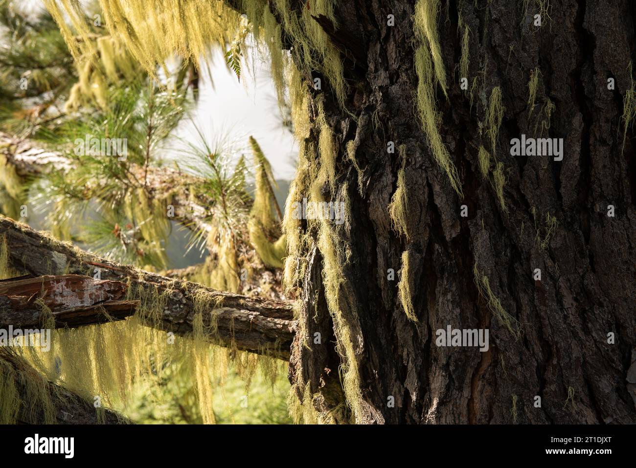 Old Man's Beard or Spanish moss (Tillandsia usneoides) a bromeliad Stock Photo Alamy