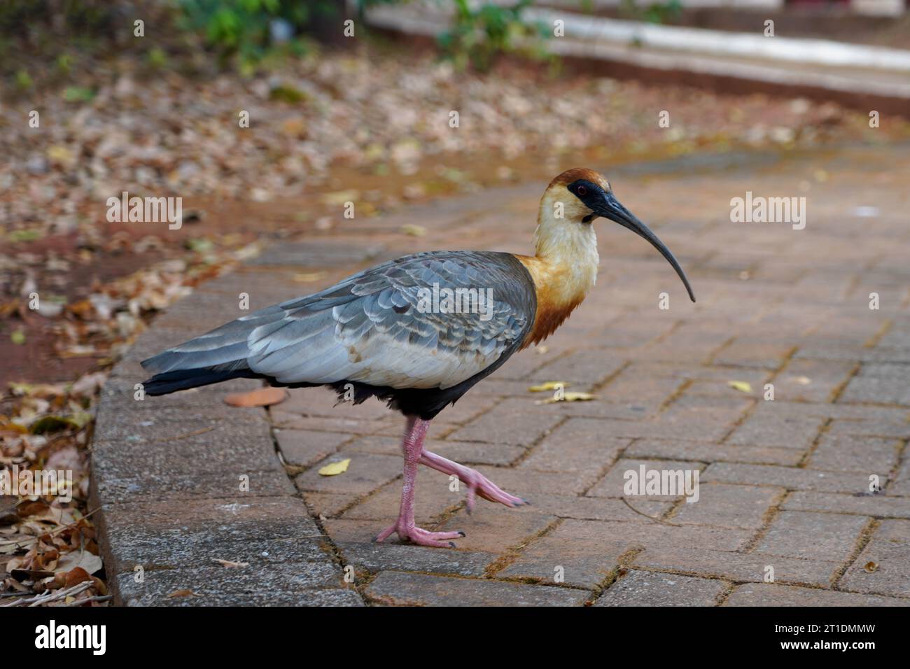 Theristicus caudatus (Buff-necked ibis) is a fairly large ibis found widely in South America Stock Photo