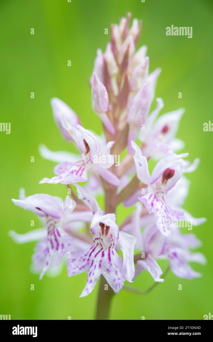 Flowers of Spotted orchis look like dancing old ladies, the White Sea coast, Russia Stock Photo