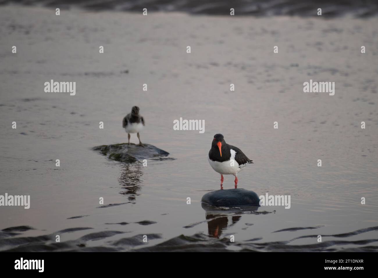 Juvenile oyster catcher hires stock photography and images Alamy