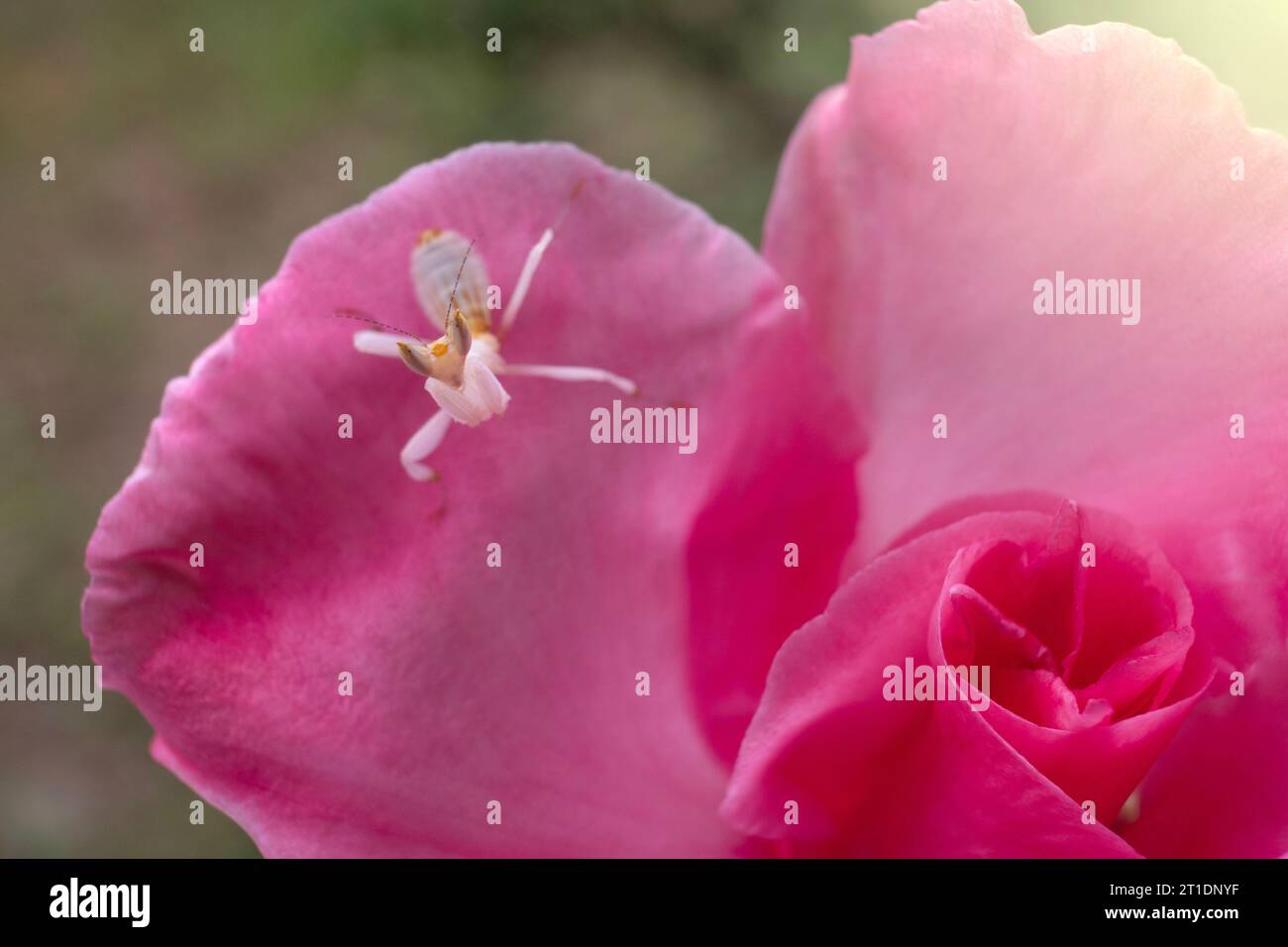 Pink Orchid Mantis in Thailand and Southeast-Asia Stock Photo - Alamy