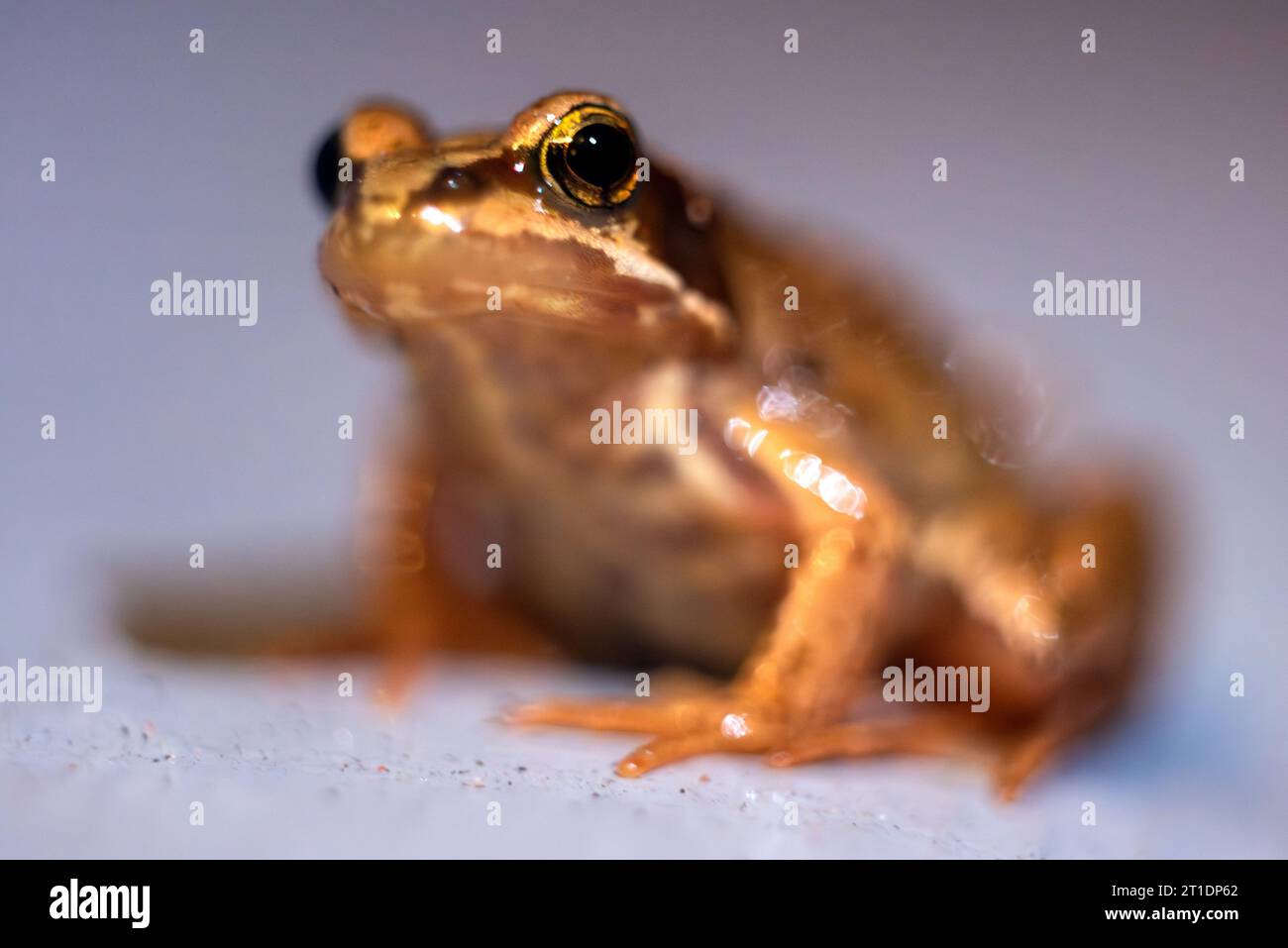 Brighton, October 12th 2023: A tiny frog in Brighton Stock Photo