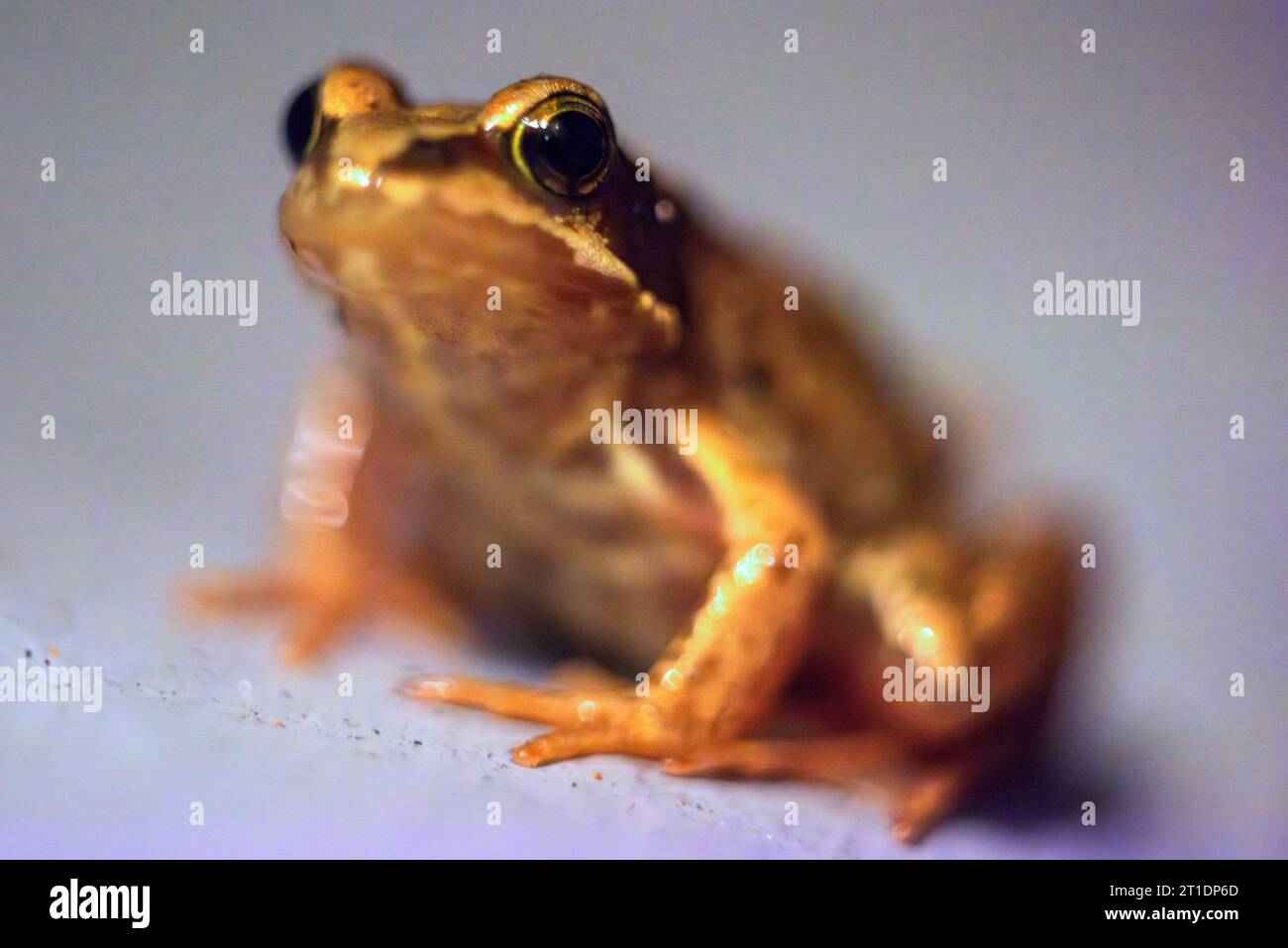 Brighton, October 12th 2023: A tiny frog in Brighton Stock Photo