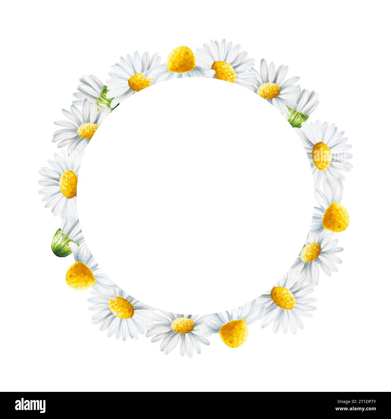 Watercolor white daisy flowers frame, logo and template isolated. Chamomile. Beauty products and botany set, cosmetology and medicine. For designers, Stock Photo