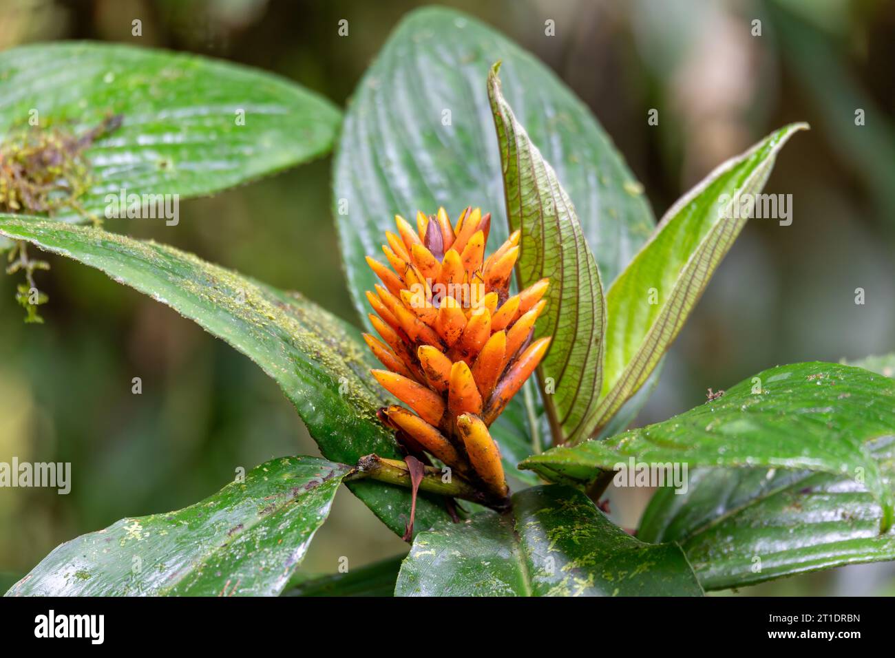Renealmia cernua, Renealmia is a plant genus in the family Zingiberaceae. Its members are native to tropical Africa and tropical America. Tapanti nati Stock Photo