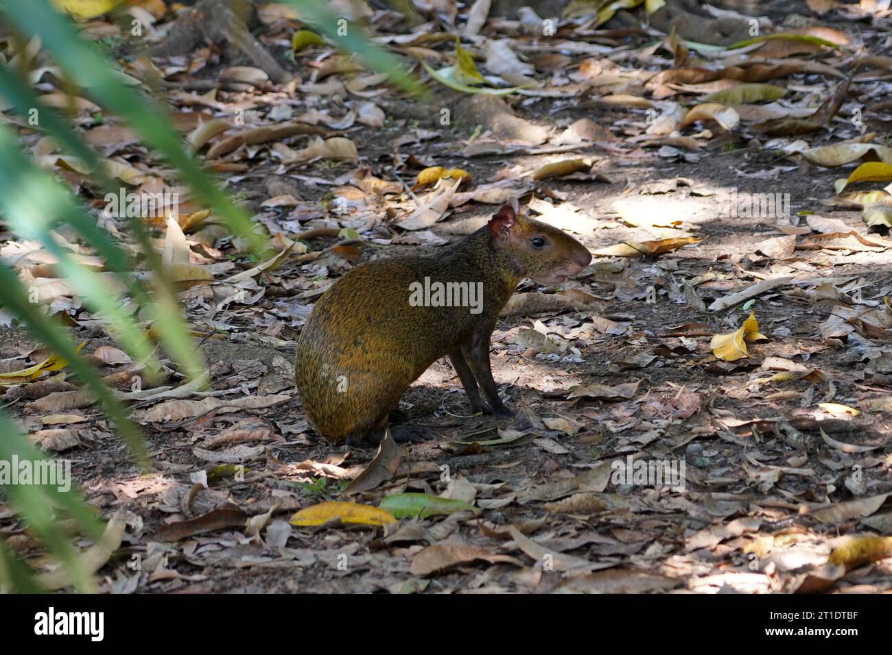 Agouti specimen free in the forest Stock Photo