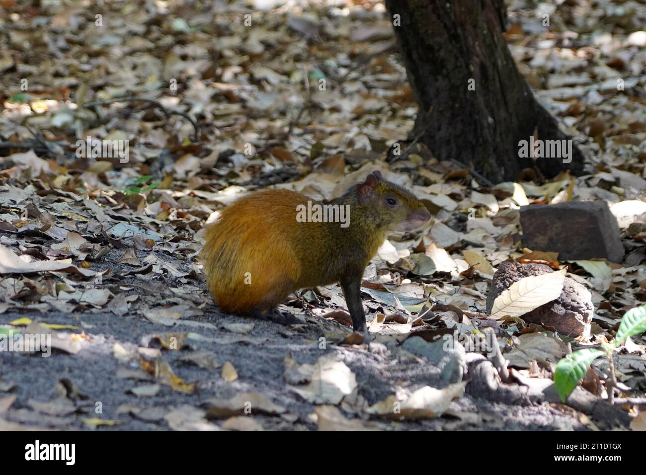 Agouti on alert ready to escape into the forest Stock Photo