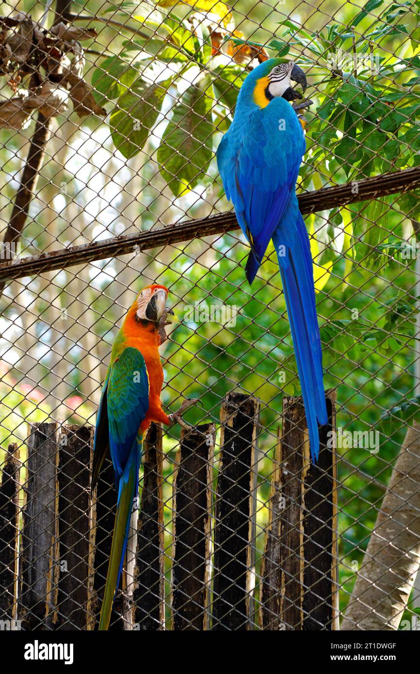 Curated visual reference: Picture Idea: Catalina Macaw And Blue And Gold Macaw On The Cage