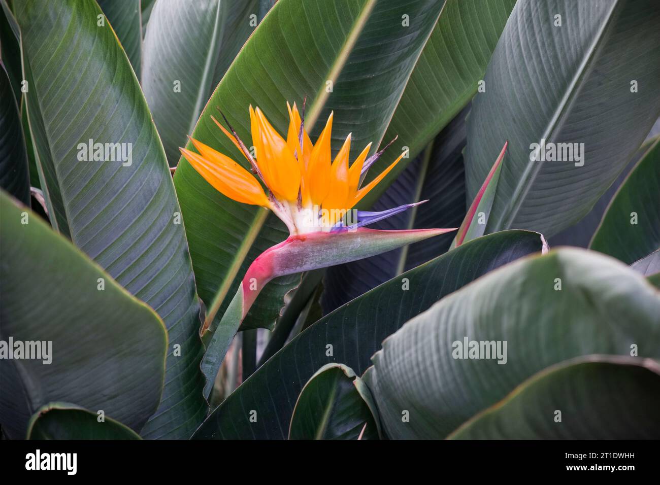 Spain, Canary Islands, Tenerife, La Orotava: bird of paradise flower (strelitzia) in the gardens “Jardines del Marquesado de la Quinta Roja” Stock Photo