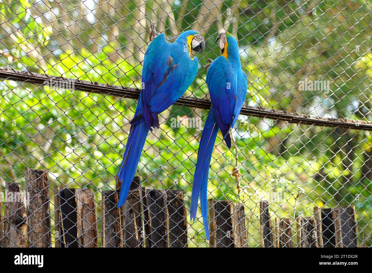 Back view of two blue-and-gold macaw confabulating in the cage Stock Photo
