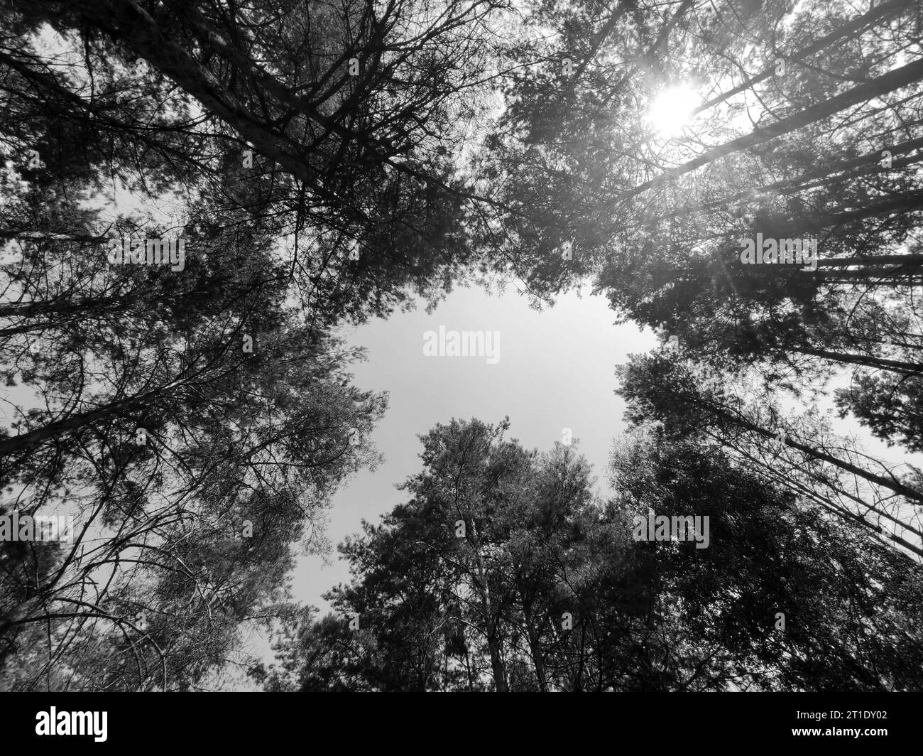 Green forest background. Nature and sun beams wallpaper. Eco