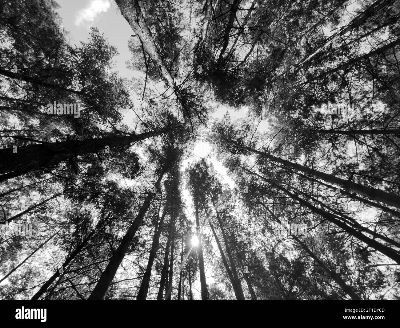 Green forest background. Nature and sun beams wallpaper. Eco