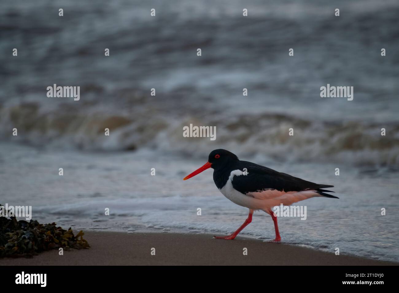 A pied oyster catcher is looking for shellfish at sunset, the White Sea coast, Russia Stock Photo