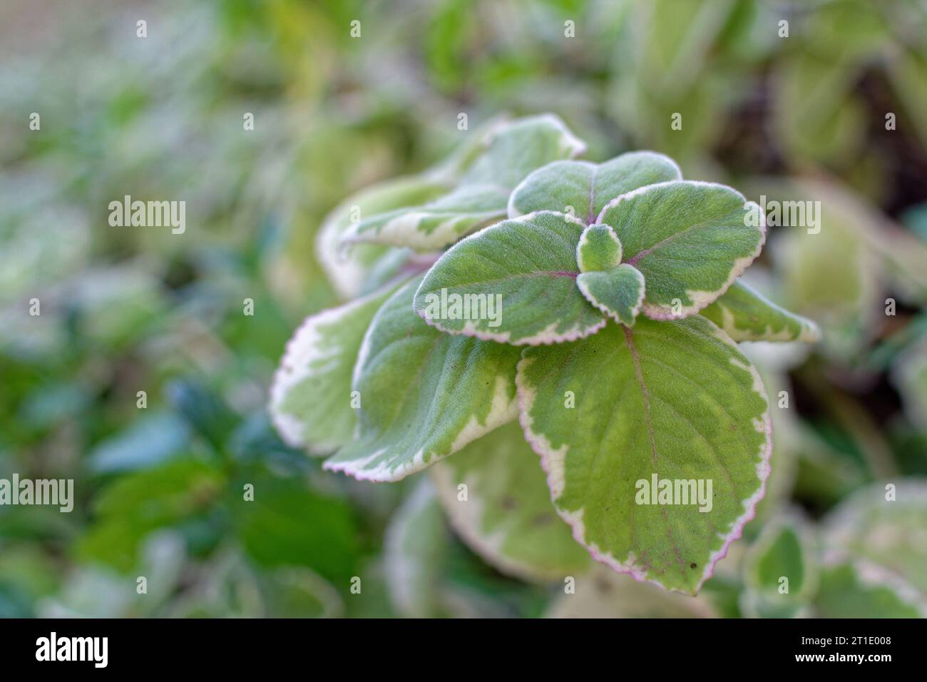 French Polynesia: Cuban oregano (plectranthus amboinicus), perennial plant from tropical climates, from the Lamiaceae family, used for its fragrance r Stock Photo