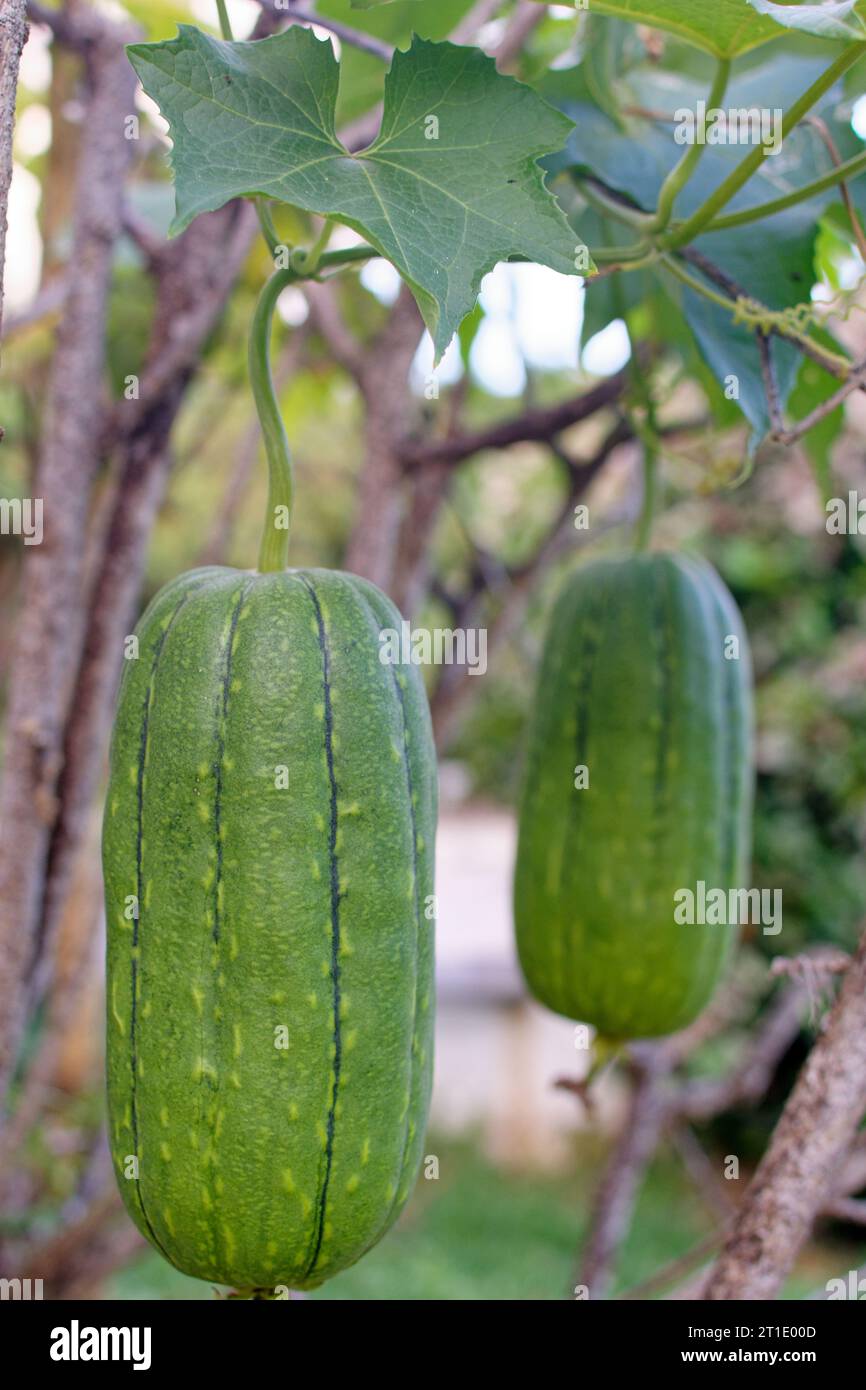 French Polynesia: sponge gourd (luffa aegyptiaca), a plant of the cucurbitaceae family whose fruit is used as a vegetable sponge Stock Photo