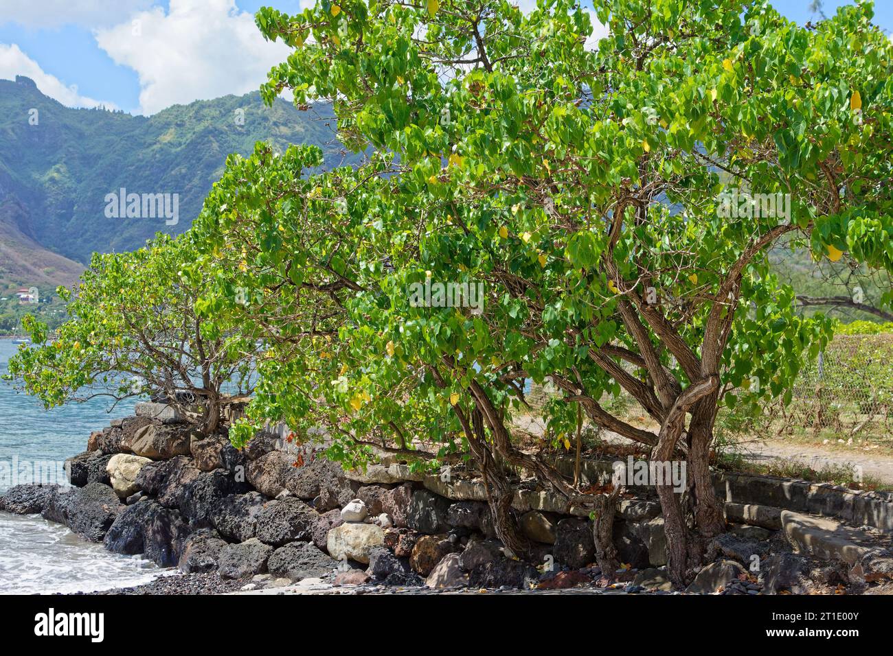 French Polynesia: Pacific rosewood (thespesia populnea), Malvaceae family Stock Photo