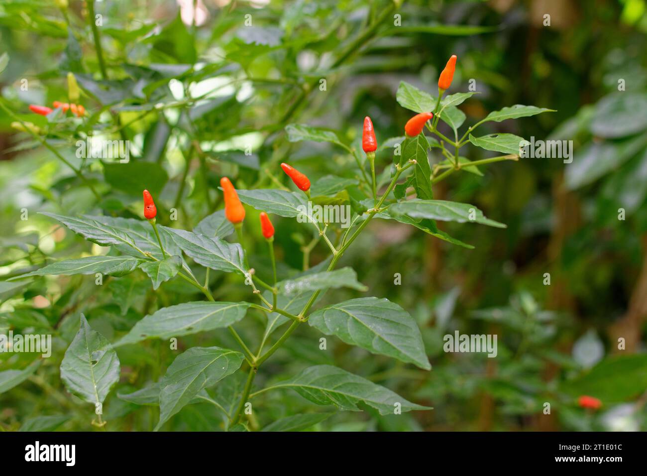 French Polynesia: chili pepper (capsicum frutescens) Stock Photo