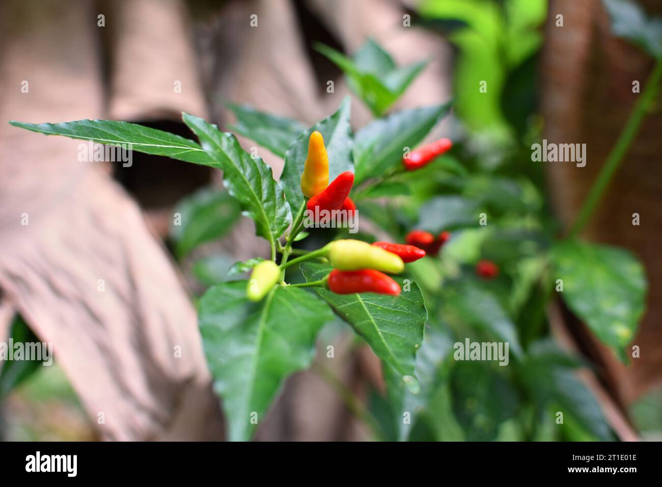 French Polynesia: chili pepper (capsicum frutescens) Stock Photo