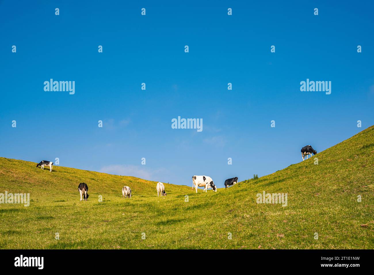 Cows in a free range pasture, Normandy, France Stock Photo