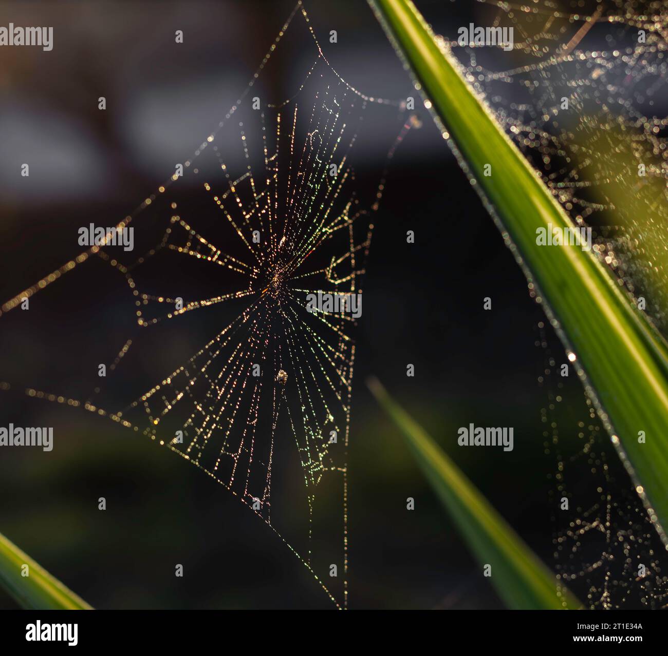 Wet cobwebs on a yucca catching the autumn sun Stock Photo - Alamy